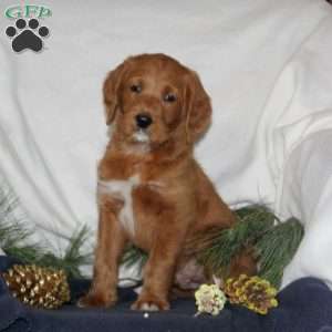 Rudy, Labrador Mix Puppy